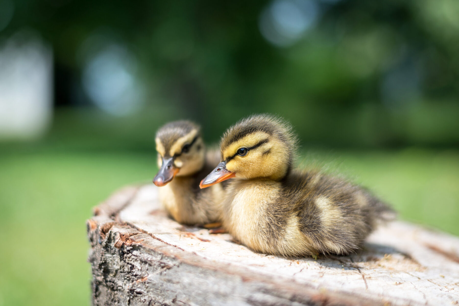 Baby Ducklings Care